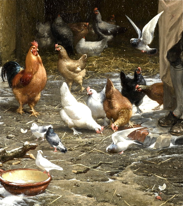 A man feeding his chickens and doves